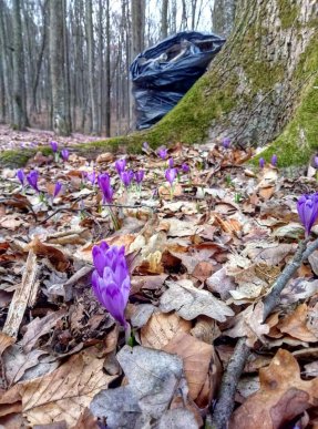 У мережі показали шафранові поляни, які встелені сміттям – 03