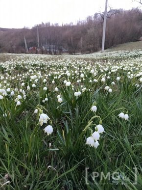 У селі на Мукачівщині галявини вкрились білим цвітом – 01