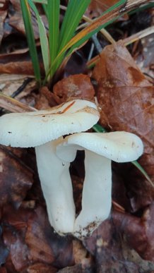 Закарпатці діляться світлинами своїх грибних знахідок – 05