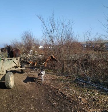 Піймали на гарячому: у Ракошині розгорівся конфлікт через дії ромів – 02