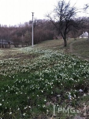 У селі на Мукачівщині галявини вкрились білим цвітом – 03