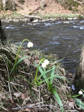 У селі на Мукачівщині галявини вкрились білим цвітом – 05