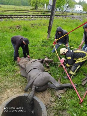 У Тячеві рятувальники витягли з каналізаційного люка коня – 02