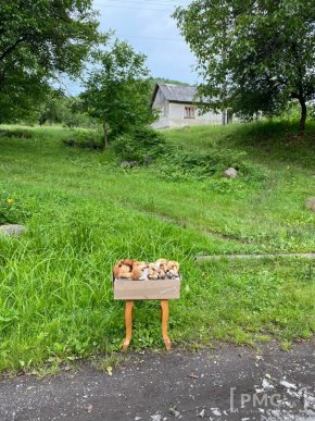 Грибний бум на Мукачівщині або як місцеві заробляють на дарах лісу – 08