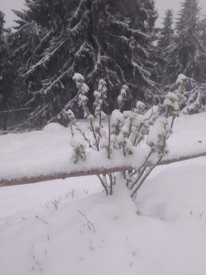 Високогірний Рахів засипало снігом – 02