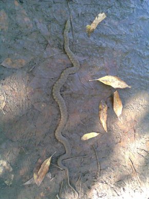 В Ужгороді чоловік натрапив на змію – 02