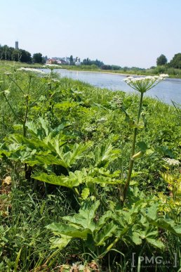 Береги Латориці заполонили не лише відпочивальники, але й борщівник – 03