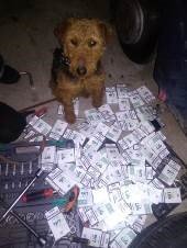 Службовий собака винюхав контрабанду – 03