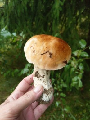 Грибний сезон на Закарпатті: в яких районах вже збирають гриби – 06 Грибний сезон на Закарпатті: в яких районах вже збирають гриби – 06