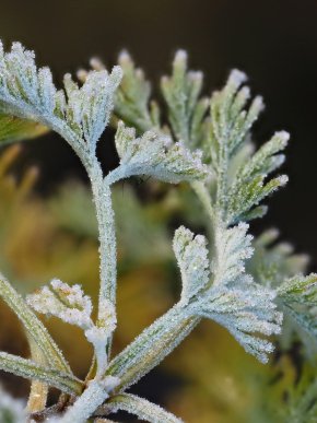 Картинки на телефон: обирайте нову заставку з зимовим вайбом – 19