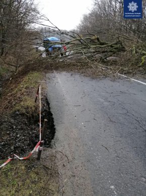 На об‘їзній Ужгорода вітер повалив дерево. Рух був ускладнений – 02 На об‘їзній Ужгорода вітер повалив дерево. Рух був ускладнений – 02