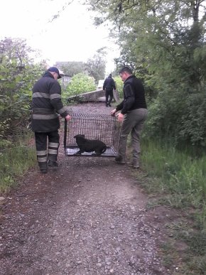 У Мукачеві нелюд жорстоко вчинив із собакою – 06