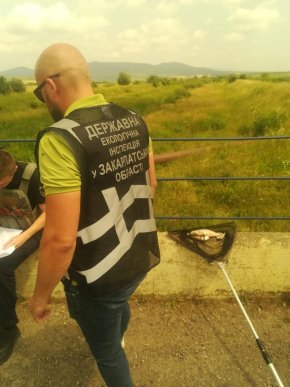 У річці на Мукачівщині екологічна інспекція виявила масову загибель риби – 03