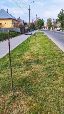 В Ужгороді вандали понищили молоді сакури – 04