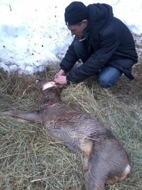 У Мукачеві рятували поранену косулю – 04 У Мукачеві рятували поранену косулю – 04