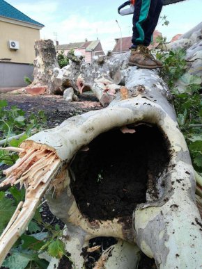 У Мукачеві на території однієї з шкіл вирубали гнилі дерева – 01