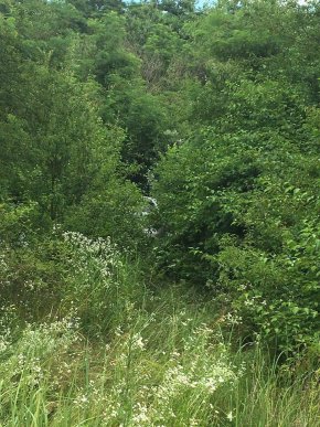 Білий "Лексус", який втік з кордону, збив шлагбаум і травмував прикордонника – 02