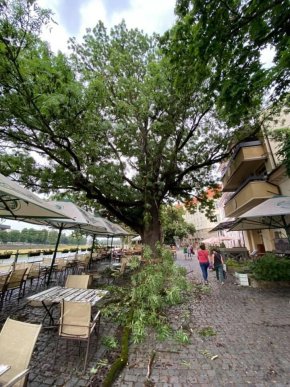 Величезна гілка впала на відвідувачів кафе. Момент падіння потрапив на відео – 02