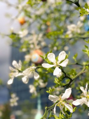У центральній частині Мукачева квітне незвичне дерево – 02