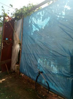 Закарпатець вирощував у теплиці плантацію конопель – 04