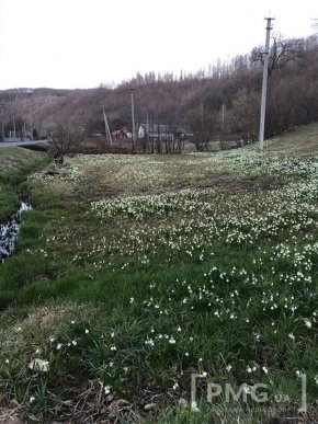 У селі на Мукачівщині галявини вкрились білим цвітом – 06