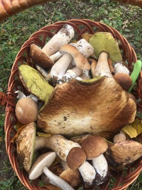 Знайшли 35 кг: закарпатці хизуються грибним врожаєм – 09