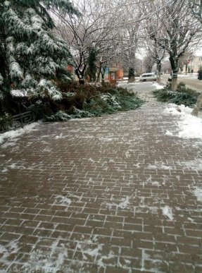 Наслідки негоди у Виноградові: повалені дерева, пошкоджені автомобілі та дах школи – 07