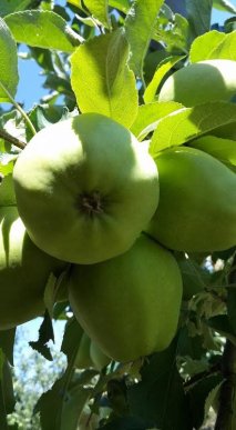 На яблучний ринок країни вривається новий гравець із Закарпаття – 05