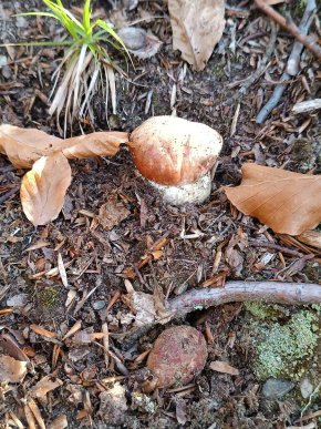 «Весняне диво»: у Карпатах розпочався сезон білих грибів – 03