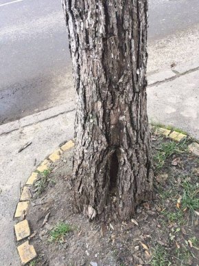 На вулиці Собранецькій в Ужгороді саджатимуть молоді дерева – 06