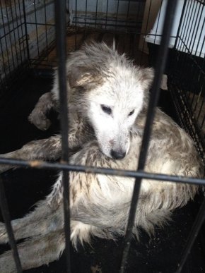 Мукачівців обурив жорстокий вчинок невідомих – 04