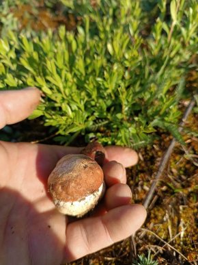 «Весняне диво»: у Карпатах розпочався сезон білих грибів – 01