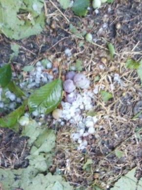 На Ужгородщині випав град, – соцмережі – 02