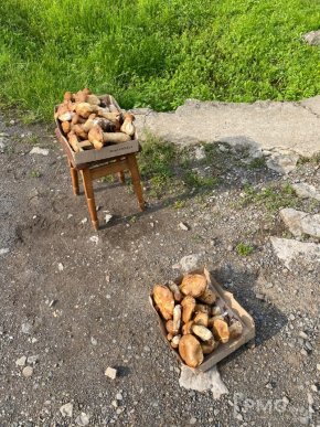 Грибний бум на Мукачівщині або як місцеві заробляють на дарах лісу – 09