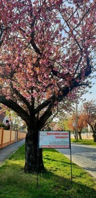 Мукачево потопає у рожевому цвіті сакур – 04