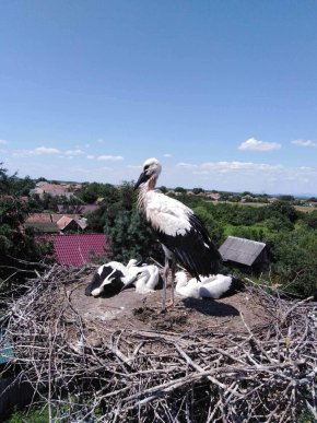 У Берегові врятували лелеченя, яке заплуталося у дротах – 04