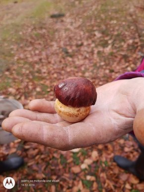 Миколай приніс: сьогодні закарпатець знайшов у лісі гриби – 02