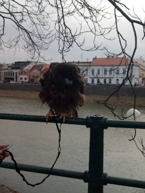 На чоловіка, який в Ужгороді пропонував перехожим сфотографуватись з орлом, викликали поліцію  – 03