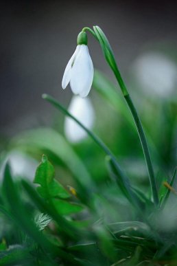 Мальовничі локації на Закарпатті продовжують милувати око своєю красою – 03