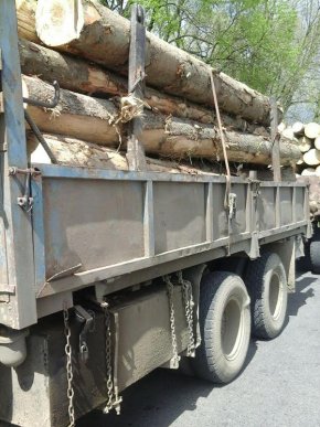 Мукачівські патрульні затримали п’ять вантажівок із кругляком лісу – 03