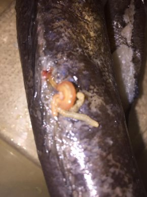 Ужгородка показала, яку рибу їй продали в одному з магазинів. Побачене обурило містян, – соцмережі – 01