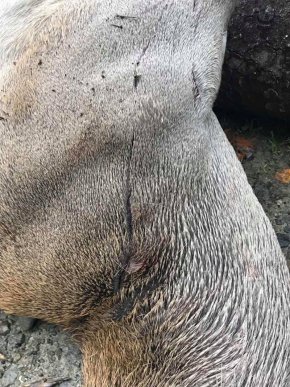 На Закарпатті ведмідь наробив біди? – 03