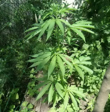 Закарпатки вирощували вдома коноплю для "лікування" – 04 Закарпатки вирощували вдома коноплю для "лікування" – 04