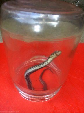 У центральній частині Мукачева до оселі жінки заповзла змія – 05