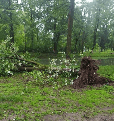 Шквальний вітер та вивернуті з корінням дерева: Тячівщиною пройшовся буревій – 01