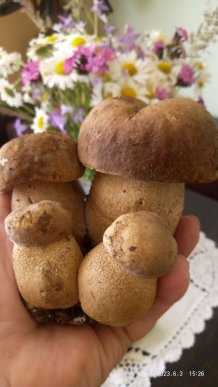 Стартував грибний сезон: закарпатці в соцмережі діляться світлинами знайдених грибів – 02