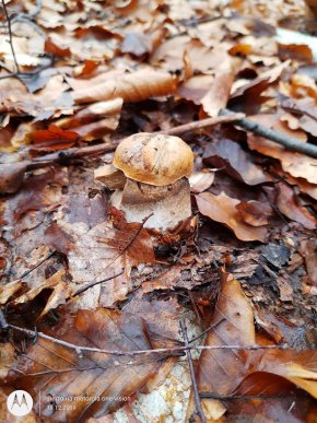 Миколай приніс: сьогодні закарпатець знайшов у лісі гриби – 01