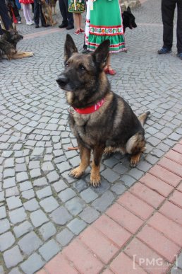 У Мукачеві урочисто відкрили чемпіонат світу зі слідової роботи службових собак – 13