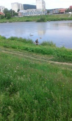 У Мукачеві почали боротися з борщівником – 02