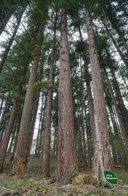 На Закарпатті росте найвище дерево у Східній Європі – 03
